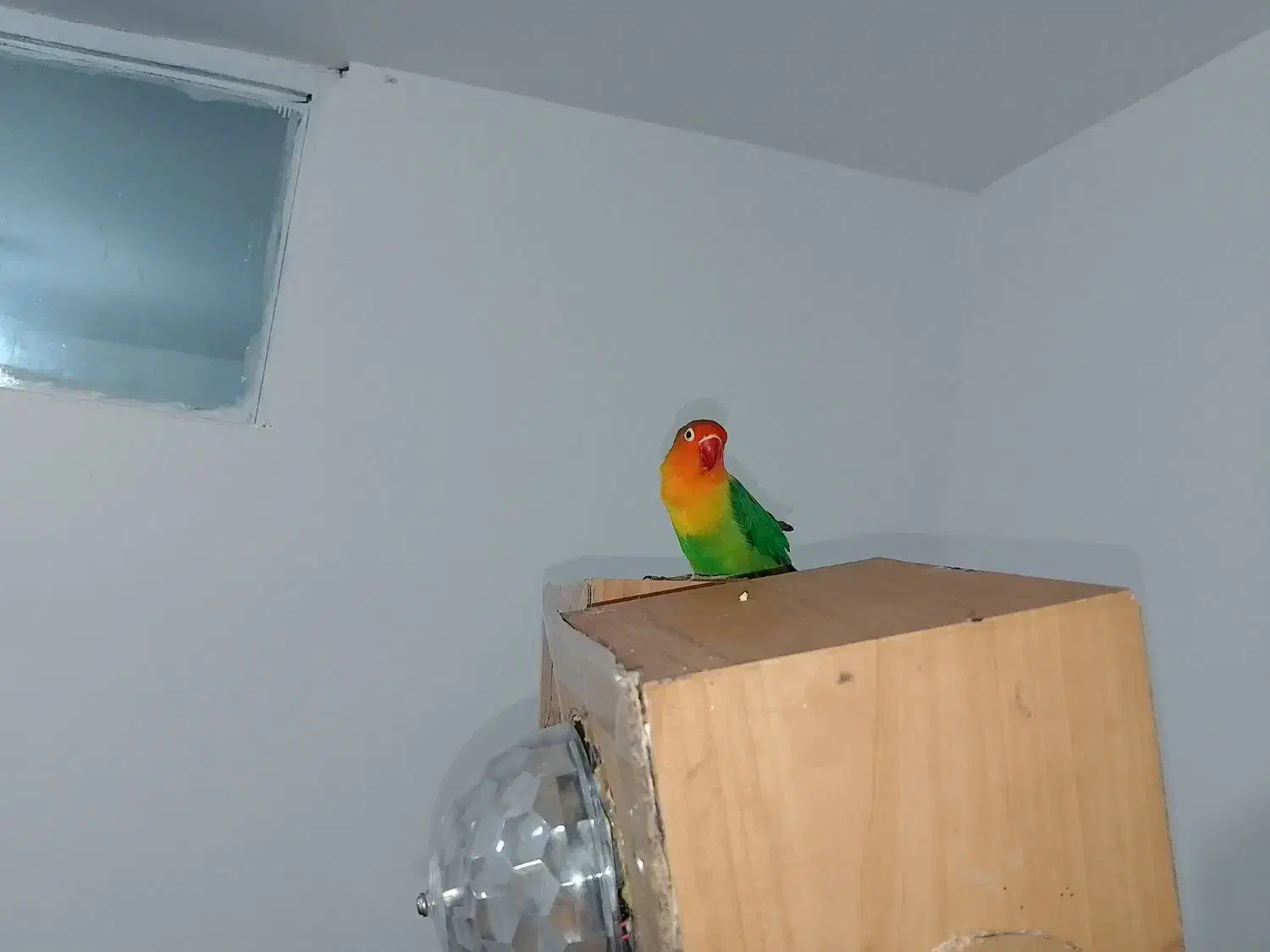 کوتوله|پرنده|چناران, |دیوار