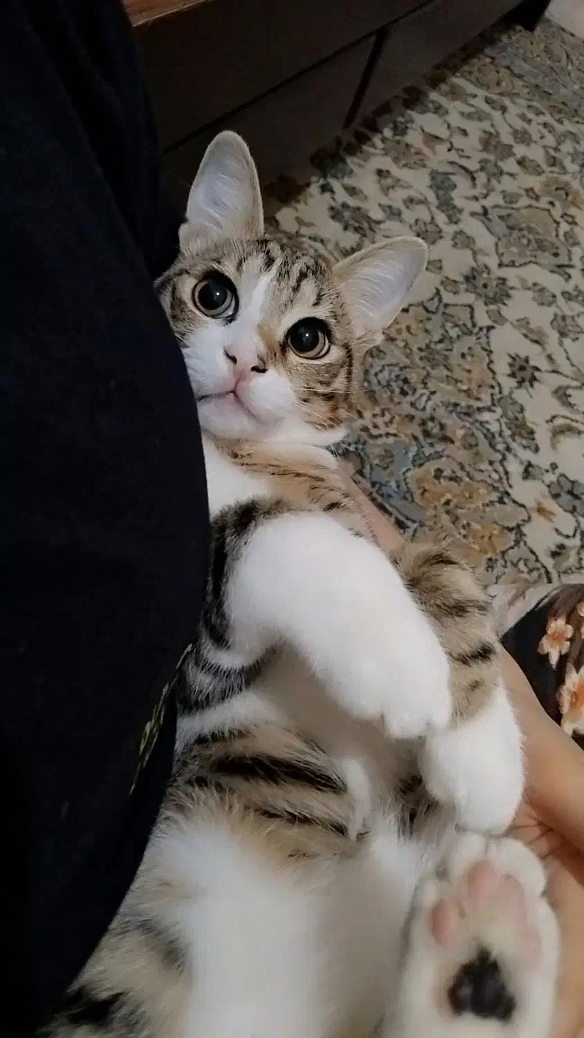 گربه Dsh|گربه|محمدیه-قزوین, |دیوار