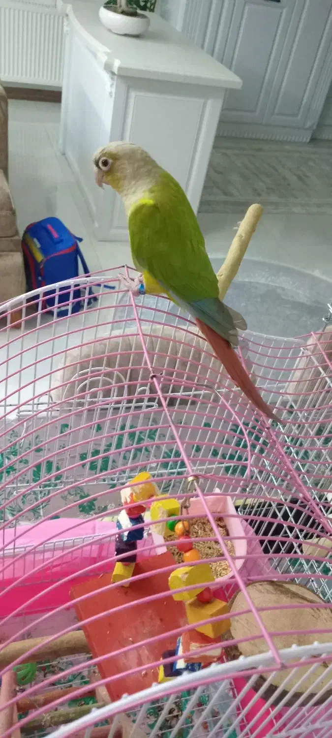 طوطی گرینچیک|پرنده|فردیس, شهرک شهید حسینی|دیوار