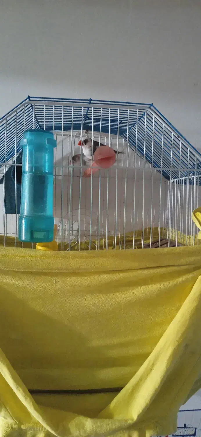 فنچ و مرغ عشق|پرنده|سروآباد, |دیوار