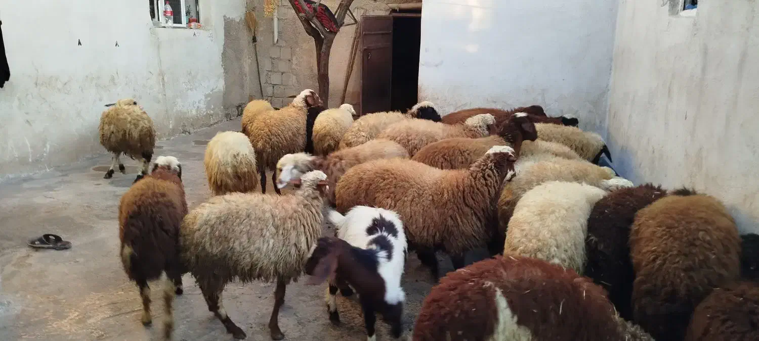 کاور پای پروار|حیوانات مزرعه|سنندج, |دیوار