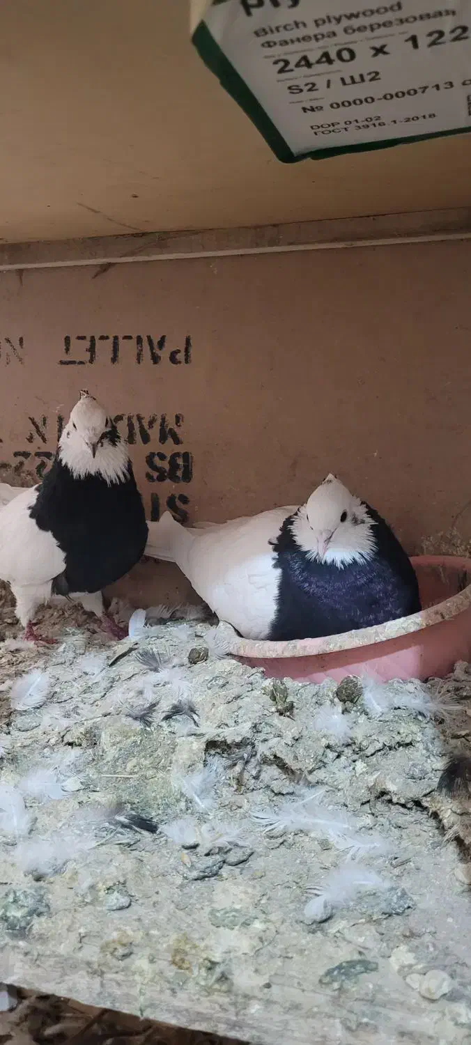 کبوتررنگی|پرنده|اسفرورین, |دیوار