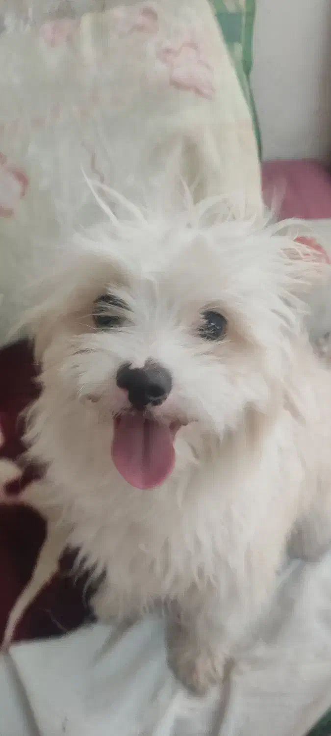 دو تا سگ شیتزو خوشگل و بازی خوش. بی صدا|سگ|بیرجند, |دیوار