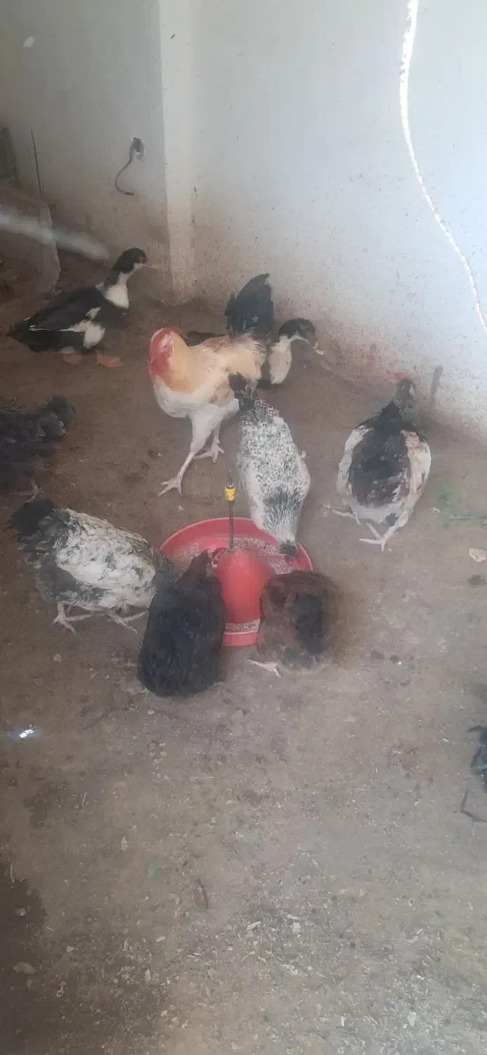 مرغ و خروس|حیوانات مزرعه|آبیک, |دیوار