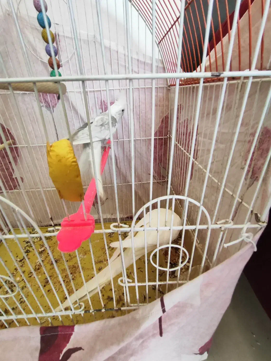 جفت عروس هلندی مولد . نر دستی و صحبتی|پرنده|زاهدان, |دیوار