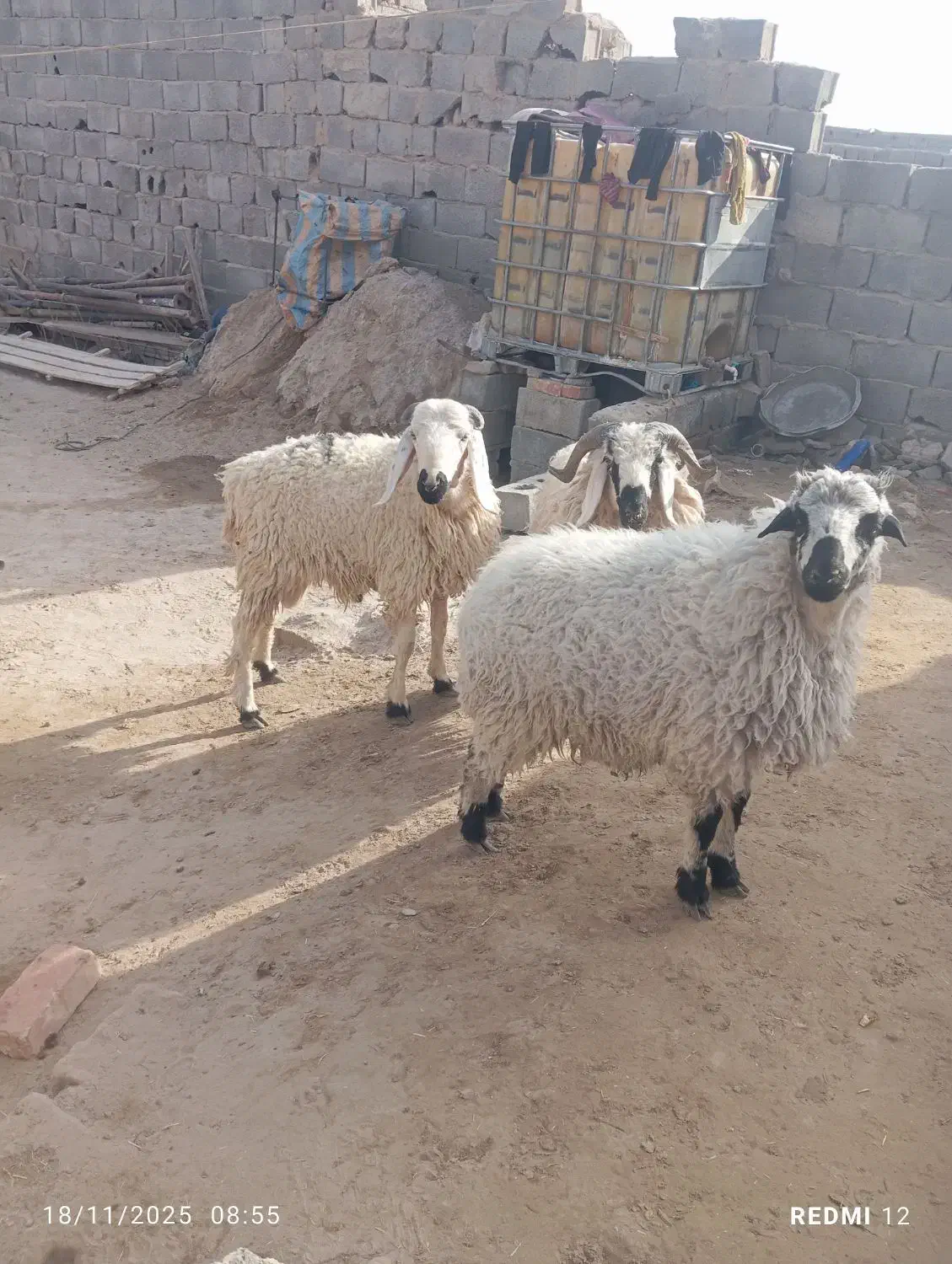 بره نر و ماده|حیوانات مزرعه|زاهدان, |دیوار