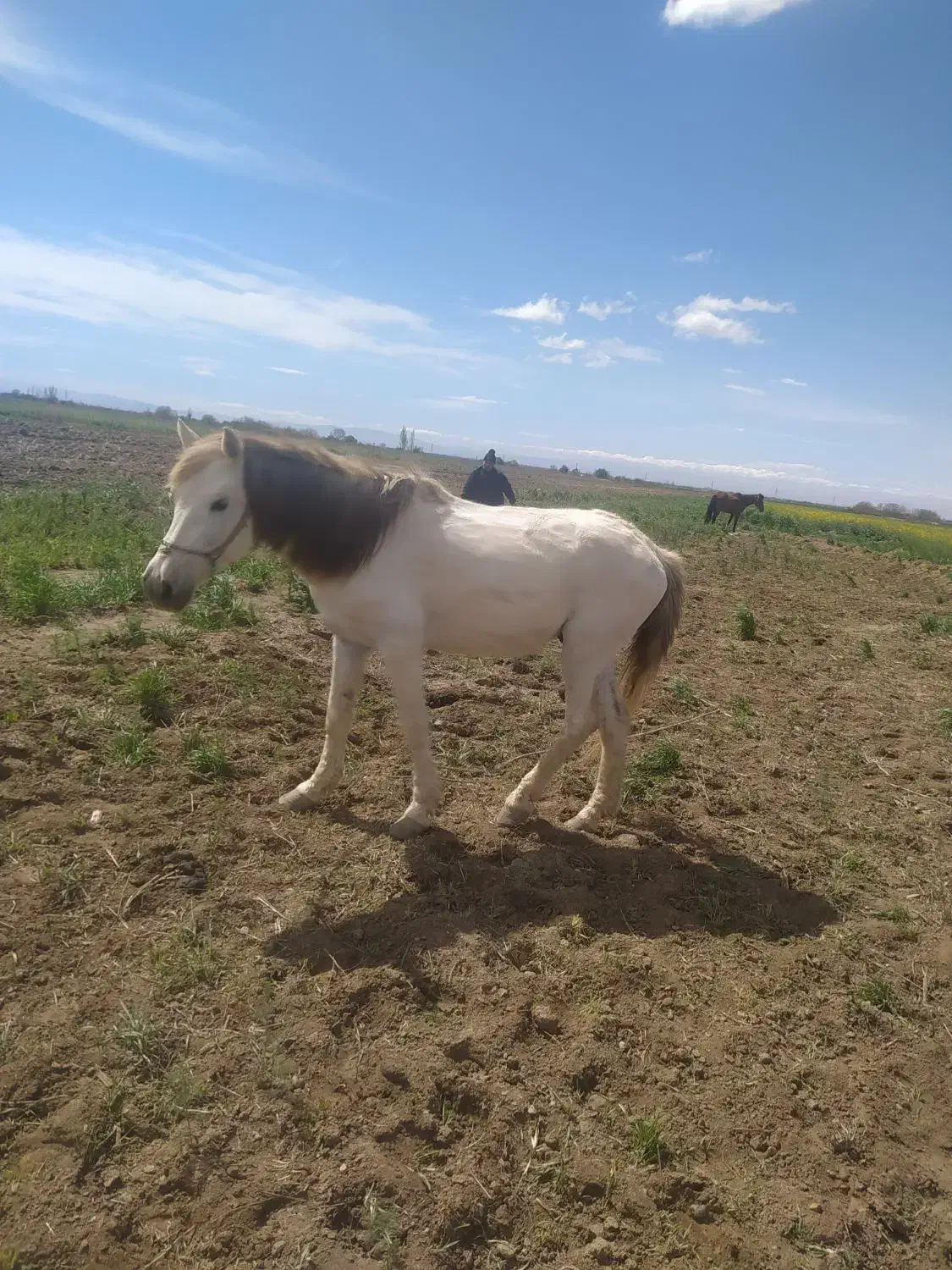 خرید و فروش اسب و مادیان|اسب و تجهیزات اسب‌سواری|قزوین, |دیوار