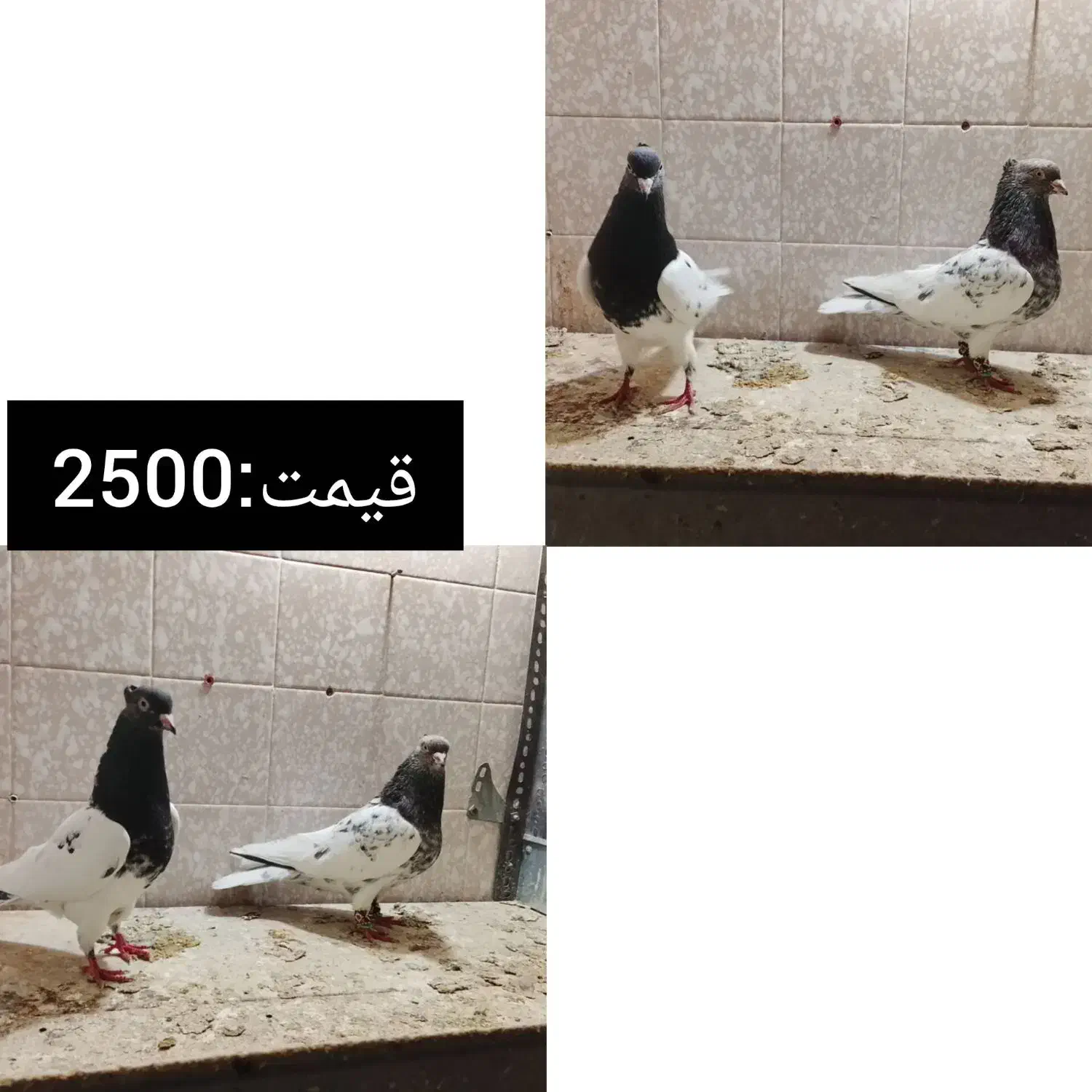 جفتی|پرنده|مرودشت, کوشک|دیوار