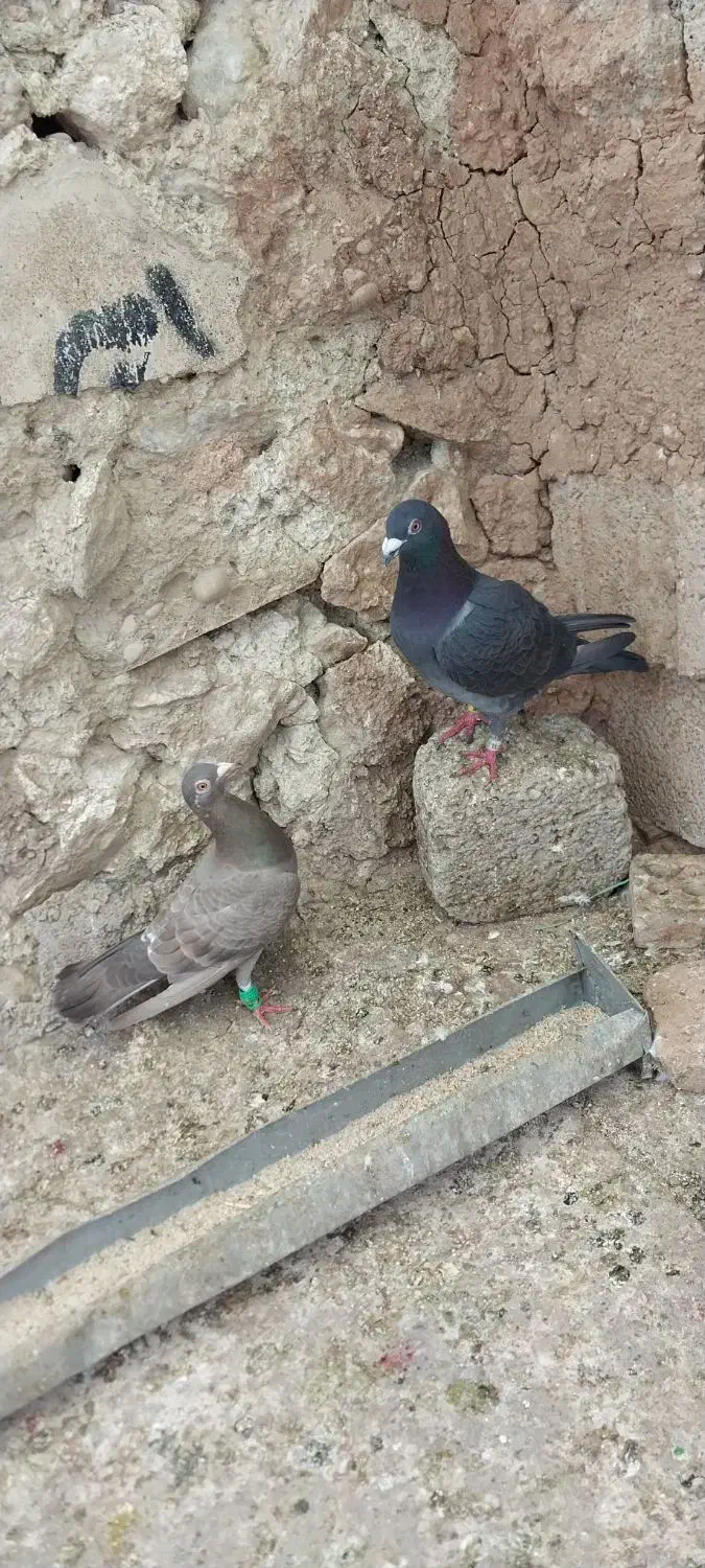 پرنده|پرنده|مسجد سلیمان, |دیوار