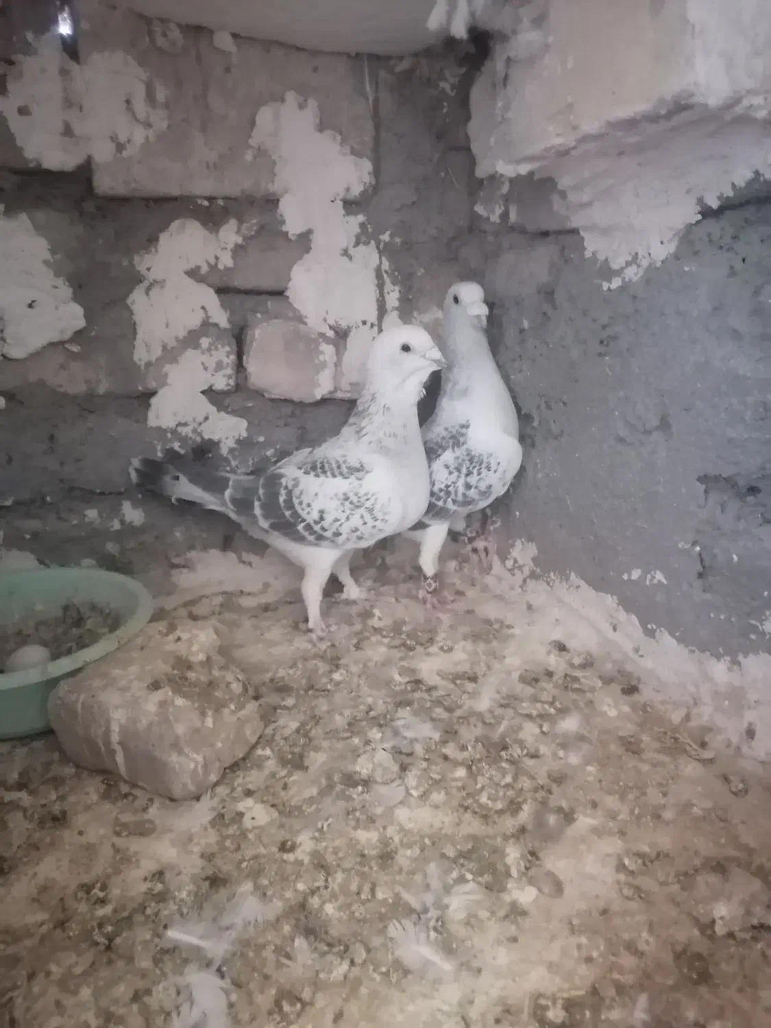 پرنده. کبوتر. نروماده. شامی|پرنده|تربت‌حیدریه, آسایش|دیوار