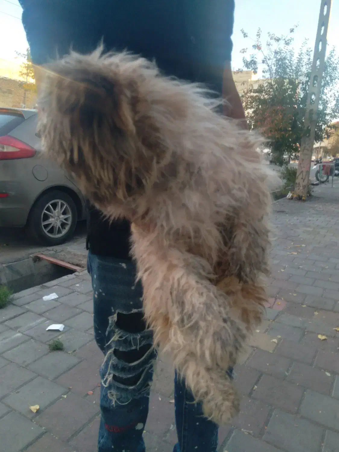 بوبی شیتزو اصل نر ۱۵۰۰تومن|سگ|مشگین شهر, |دیوار