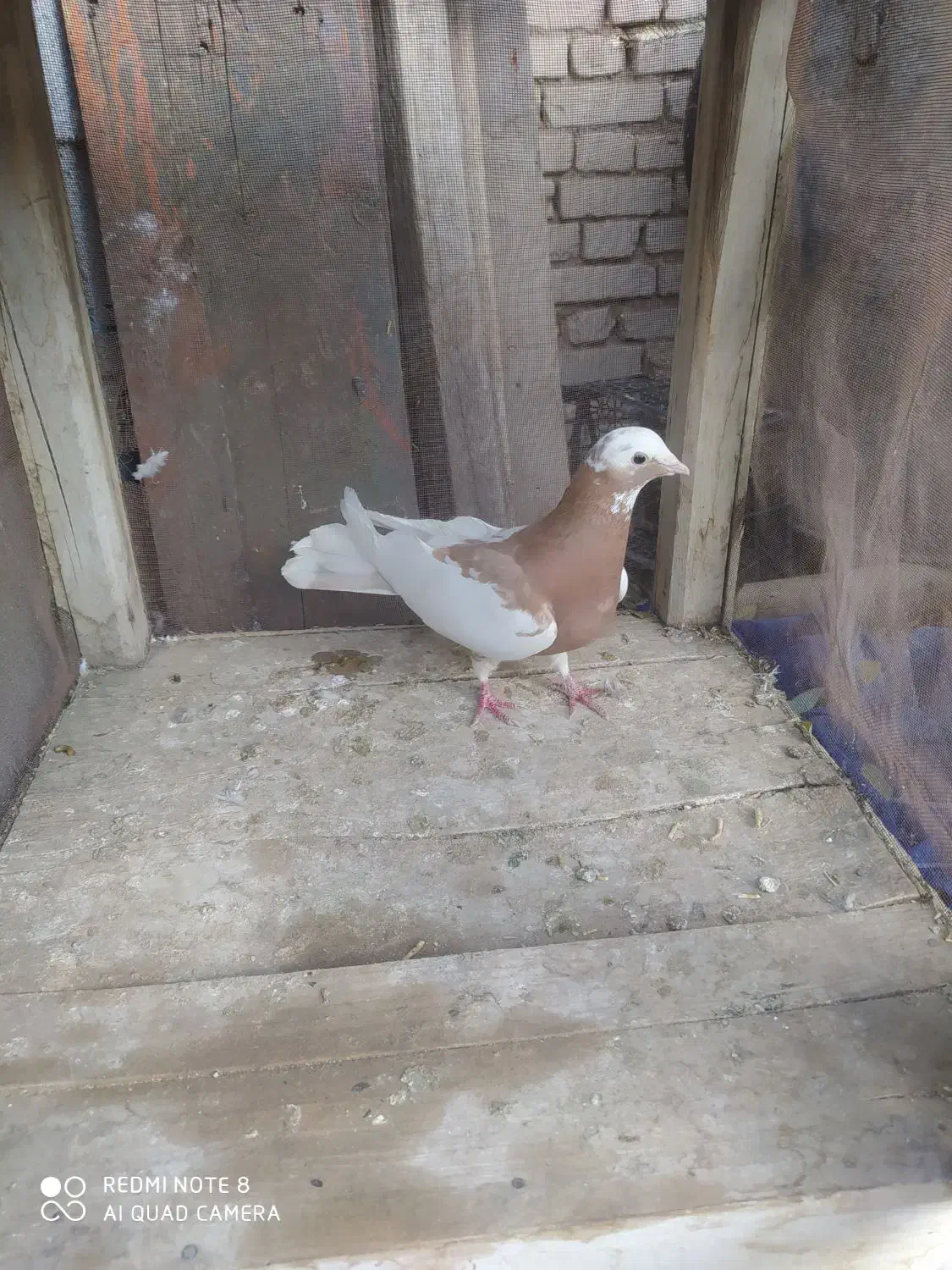 کبوتر|پرنده|آباده, |دیوار