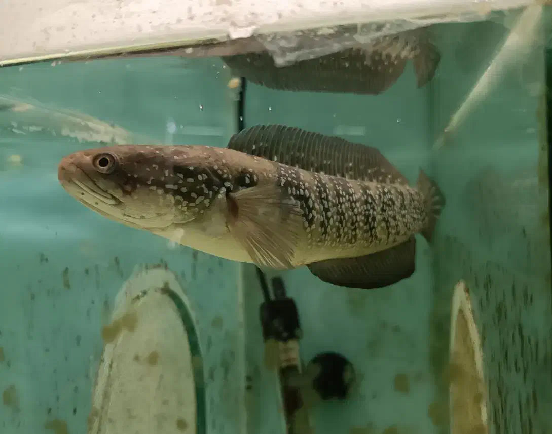 ماهی چانا و گورامی جاینت و تگزاس و ردتیل البینو|ماهی|شیراز, غدیر شمالی|دیوار