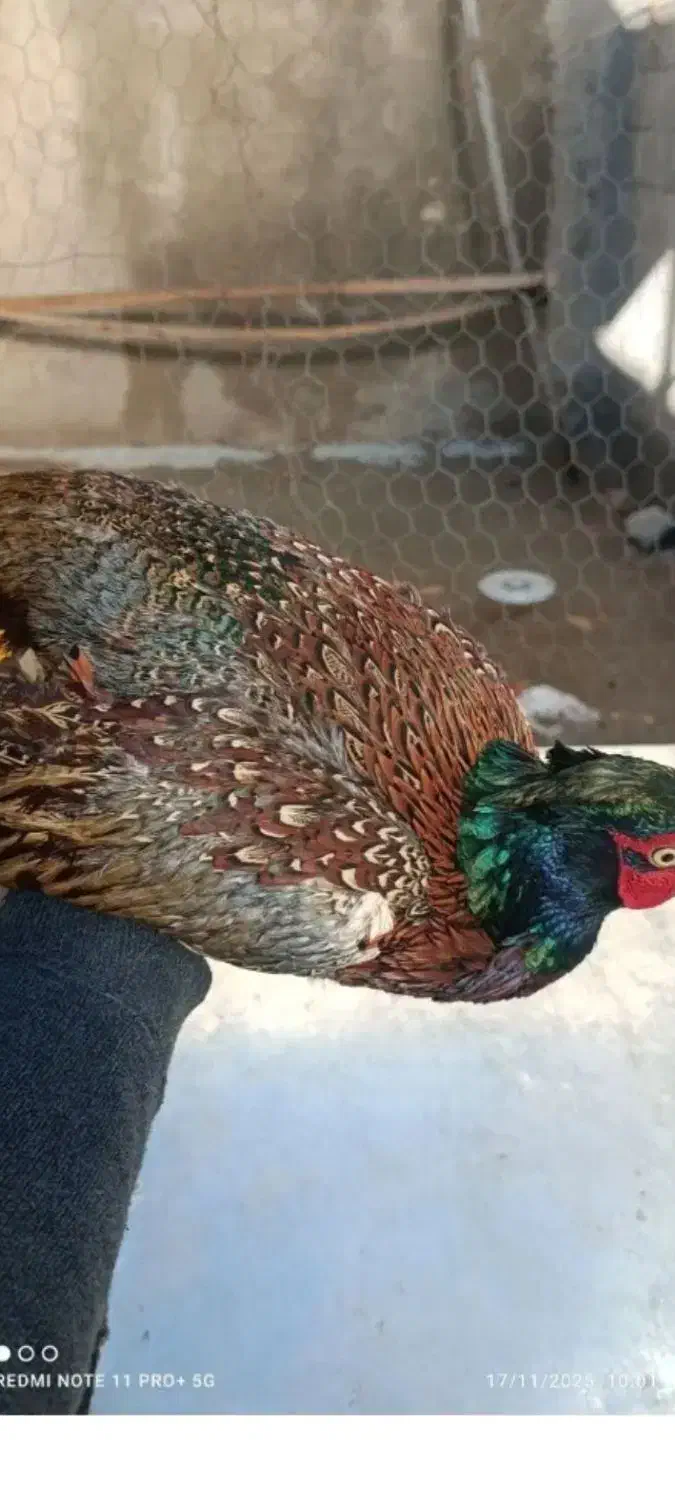 مرغ وخروس امریکایی|حیوانات مزرعه|بانه, |دیوار