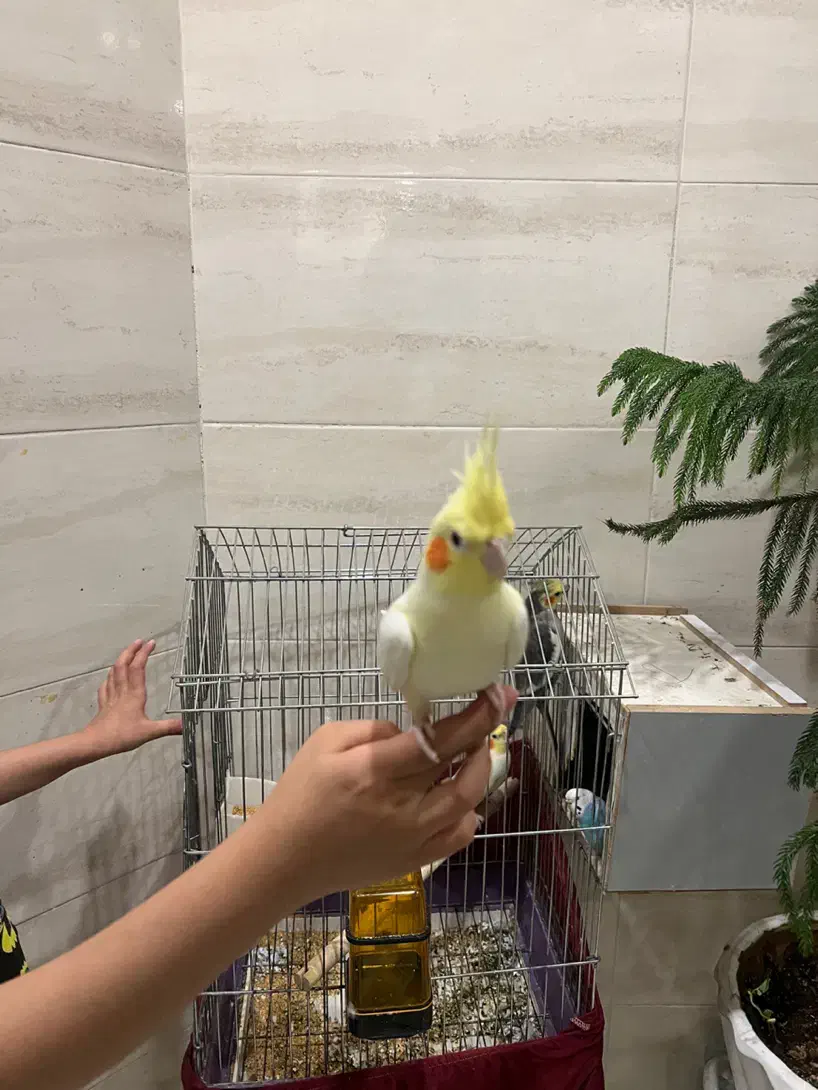 عروس هلندی دستی|پرنده|یزد, |دیوار