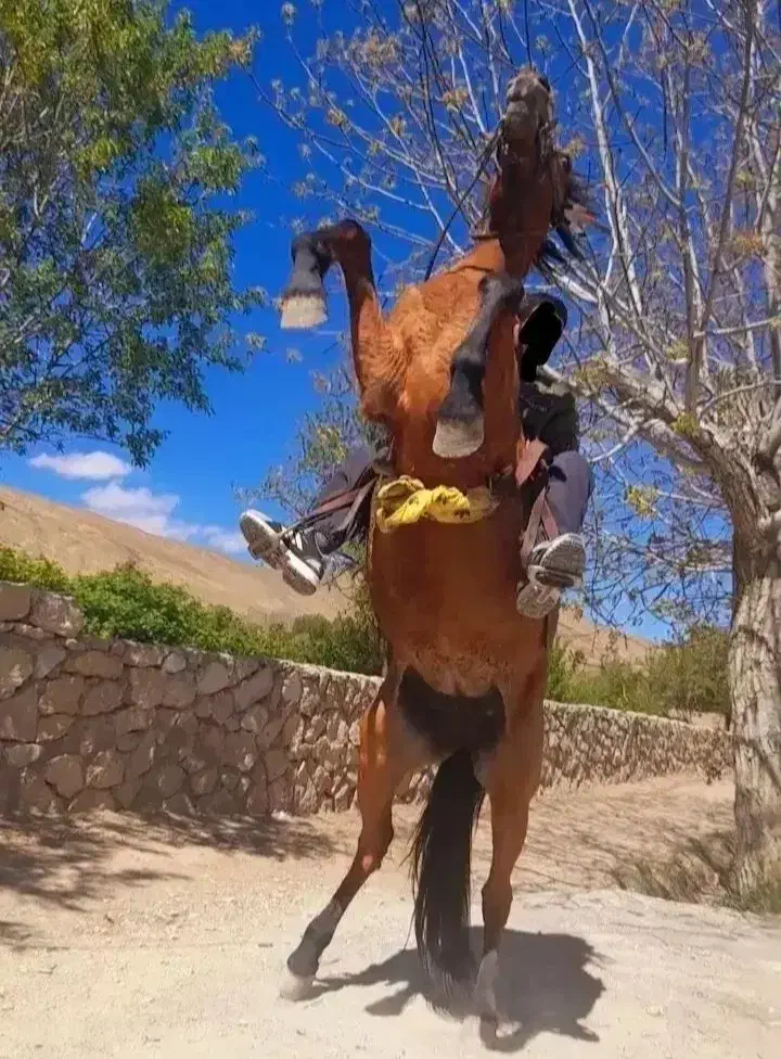 مادیان|اسب و تجهیزات اسب‌سواری|کاشان, کارگر|دیوار