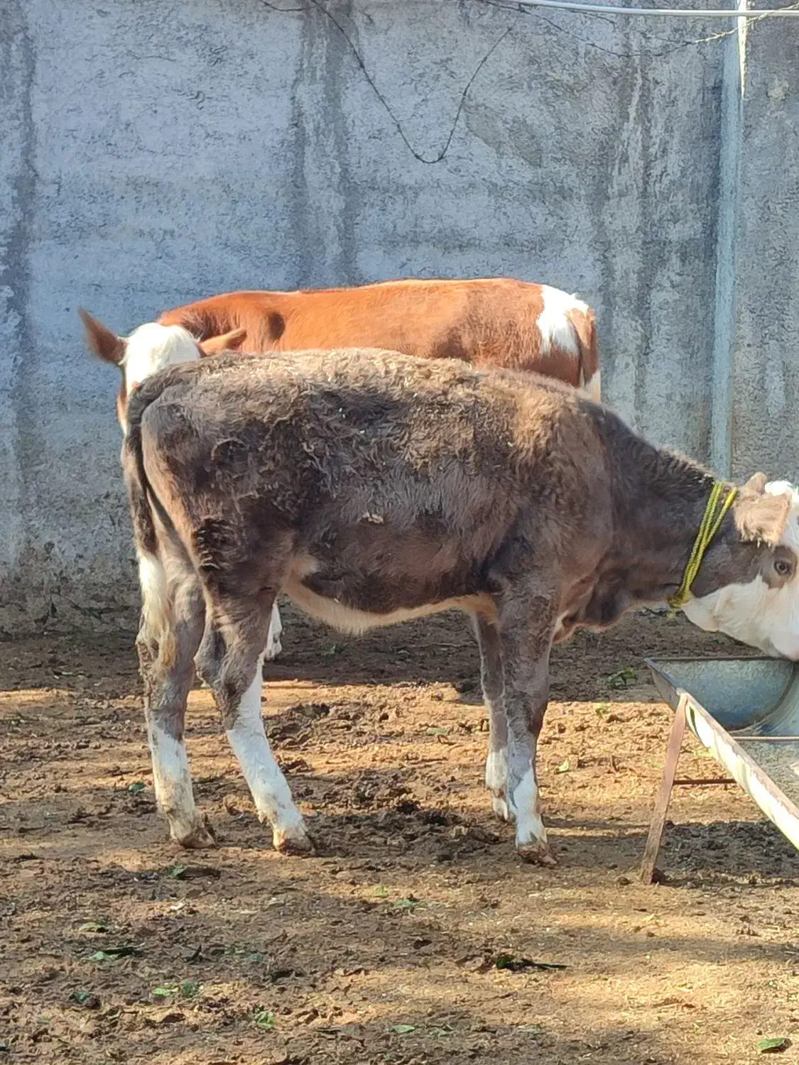 گاو و گوساله سمینتال سه راس مخصوص کشتار و داشتی|حیوانات مزرعه|قائم‌شهر, |دیوار