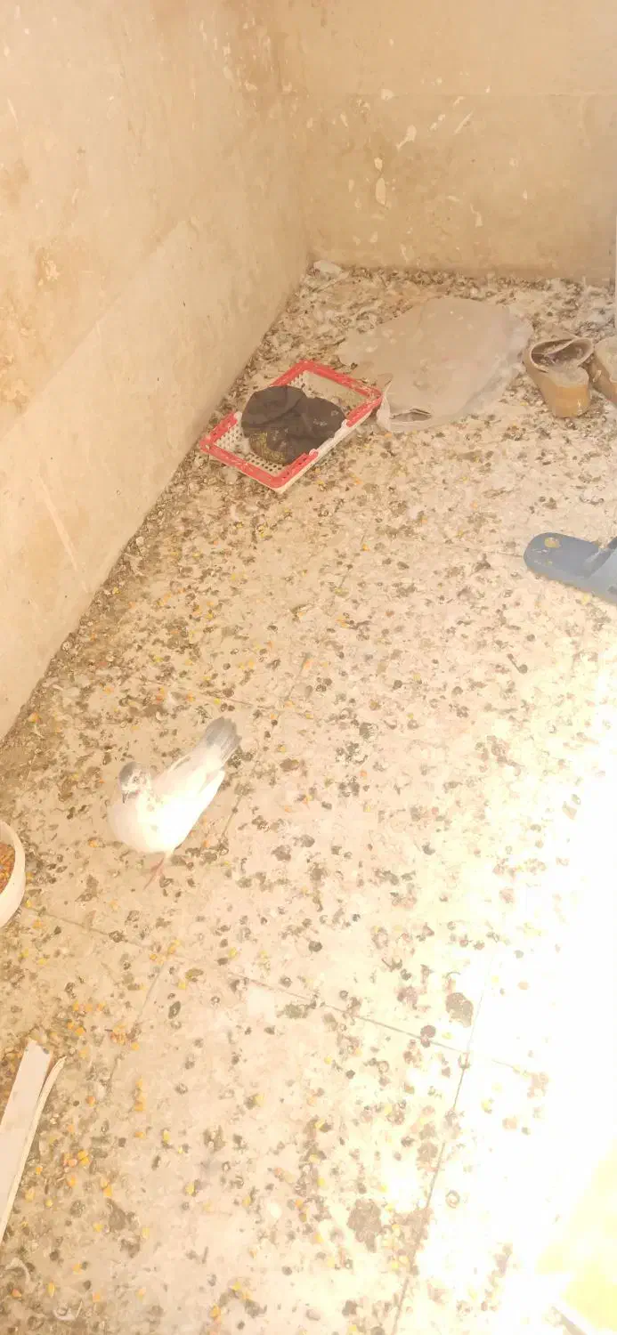 کفتر|پرنده|بندر ماهشهر, |دیوار