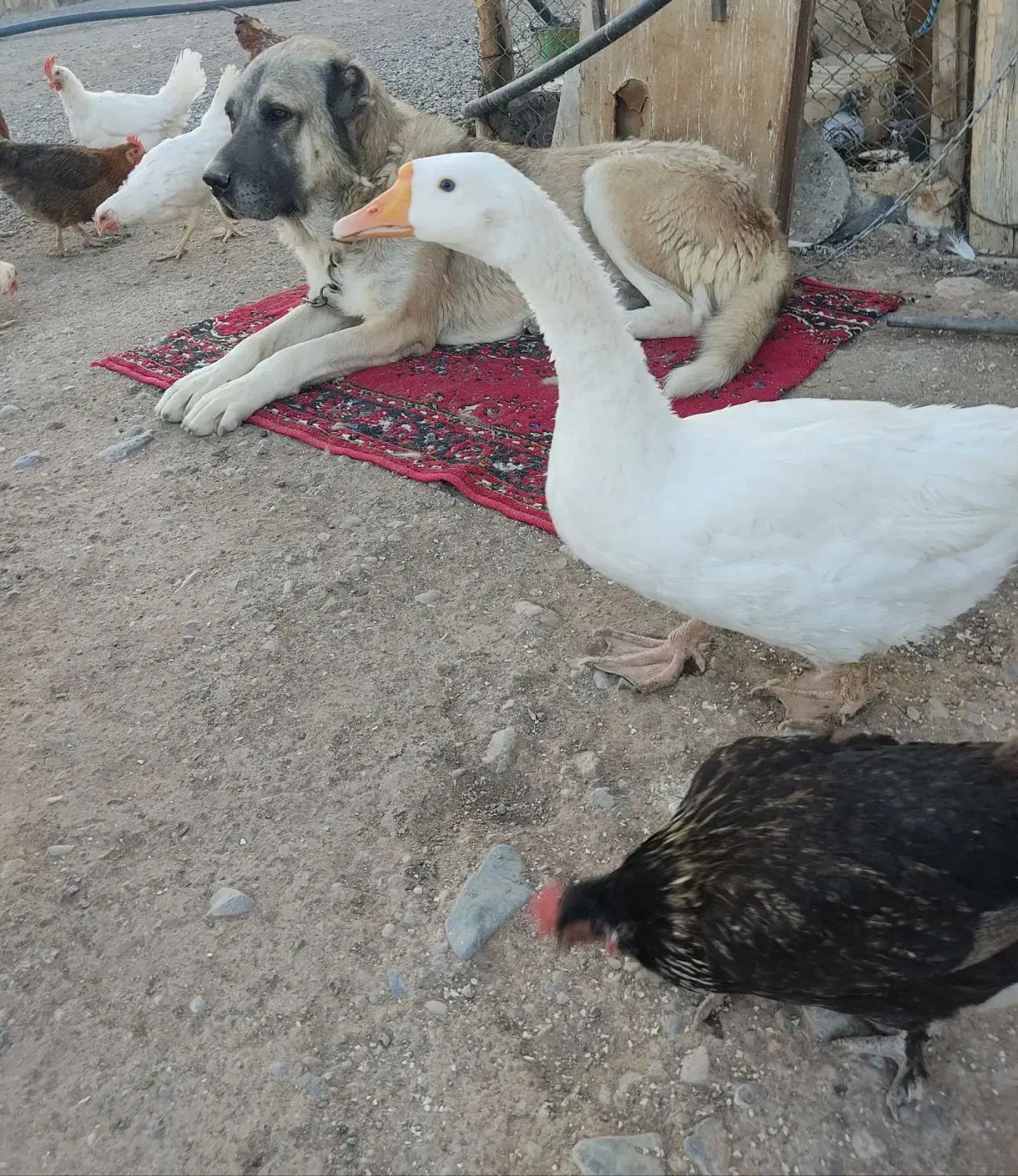 سگ سرابی سه ساله نگهبان|سگ|میانه, |دیوار