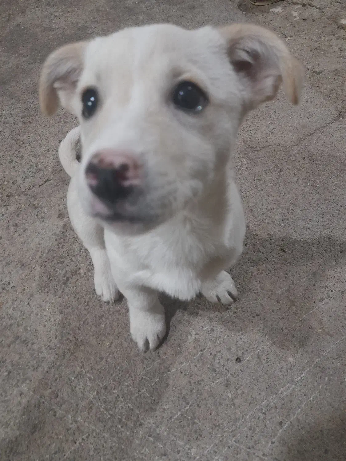 پاکوتاه|سگ|قیدار, |دیوار