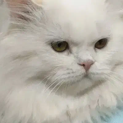 جفتگیری گربه|گربه|تهران, افسریه جنوبی|دیوار