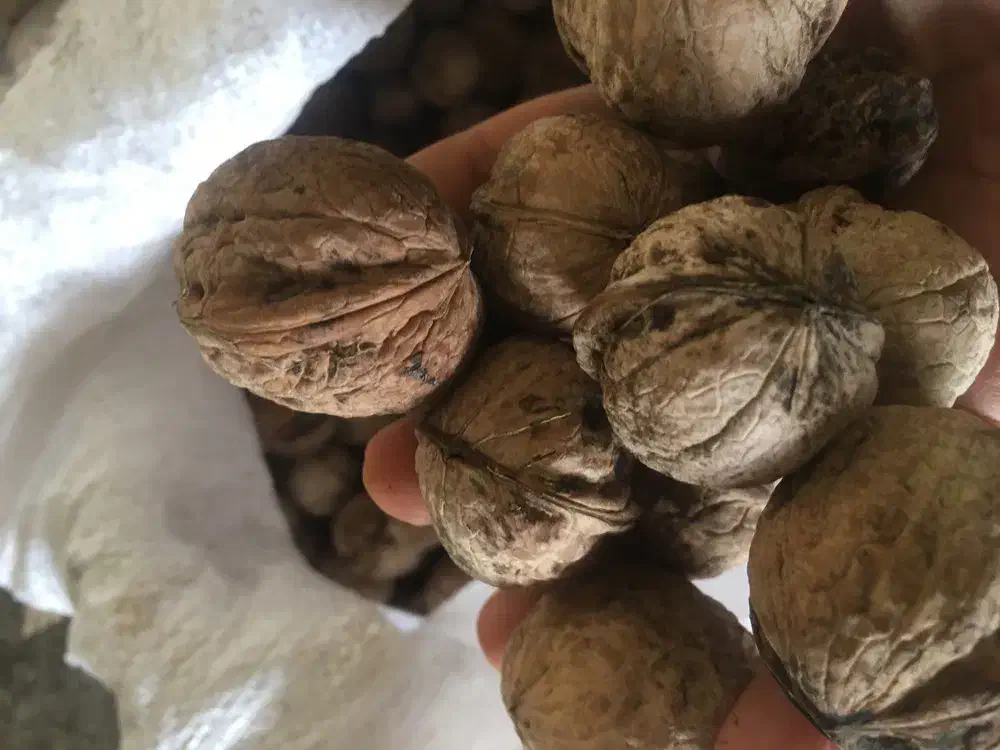 شمع یلدا|صنایع دستی و سایر لوازم تزئینی|کوهدشت, |دیوار