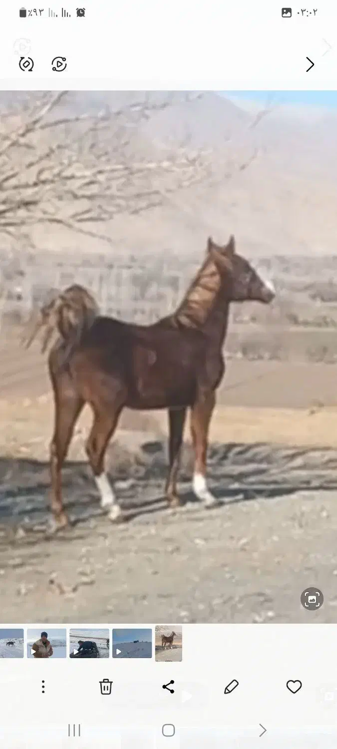 اسب مادیان|اسب و تجهیزات اسب‌سواری|خوی, |دیوار