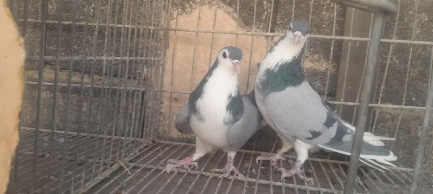 نروماده خرقه وواز|پرنده|اصفهان, حصه جنوبی|دیوار