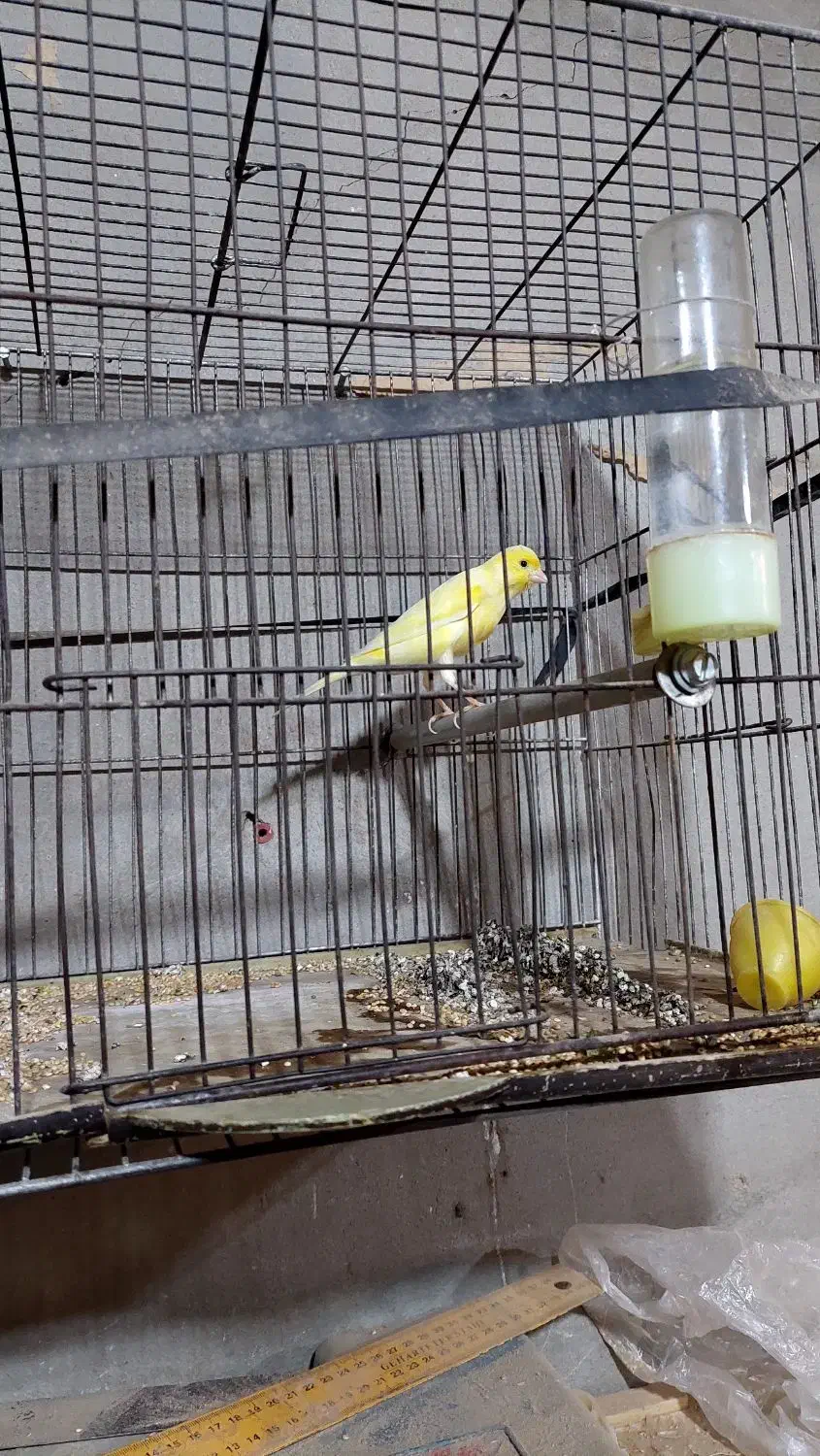 قناری|پرنده|ایذه, |دیوار