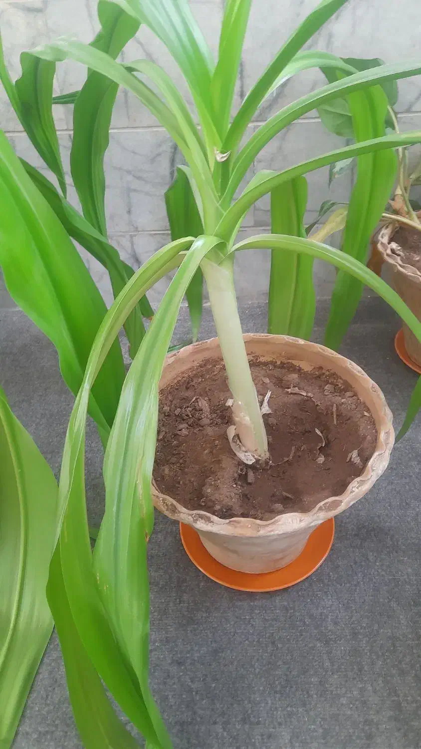 گل های طبیعی با گلدان|گل و گیاه طبیعی|یزد, |دیوار