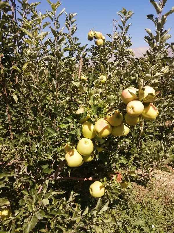 فروش سیب درختی قرمز و سفید|خوردنی و آشامیدنی|تهران, بنیهاشم|دیوار