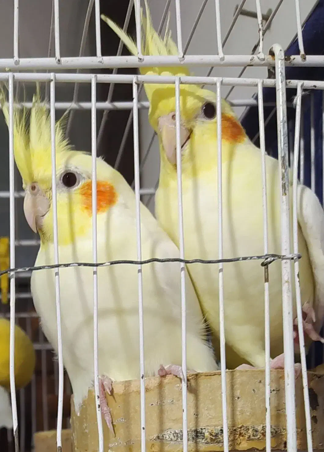 عروس هلندی لوتینو|پرنده|ساری, |دیوار