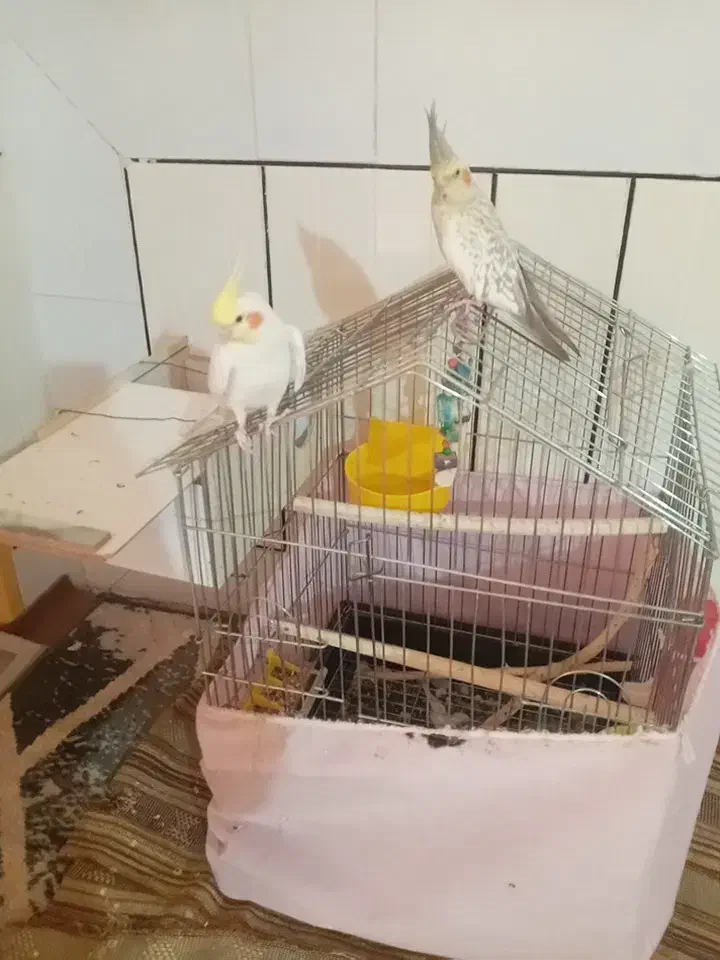 عروس هلندی جفت نروماده|پرنده|فولادشهر, C5|دیوار