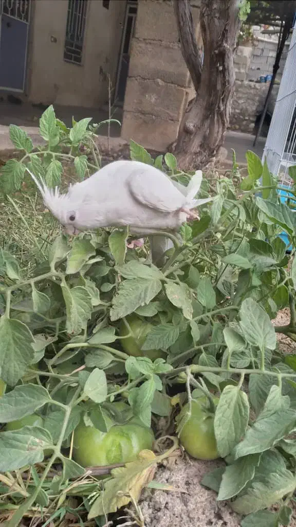 عروس آلبینو|پرنده|یاسوج, |دیوار