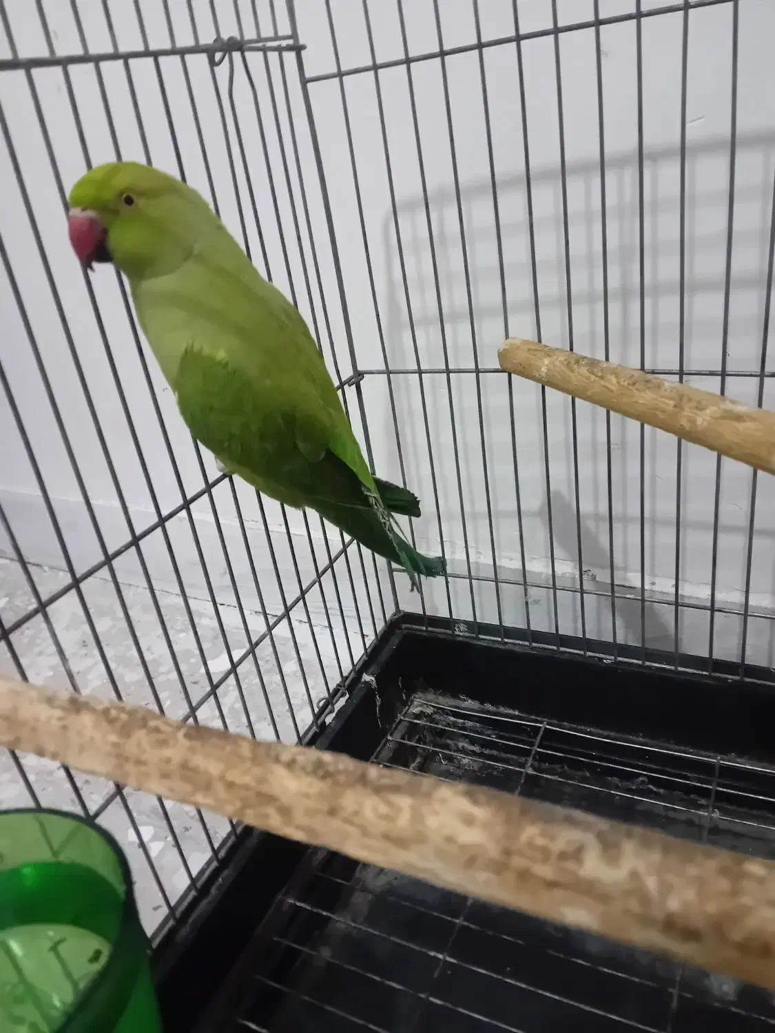 ماده ملنگو رام دستی|پرنده|تهران, مسعودیه|دیوار