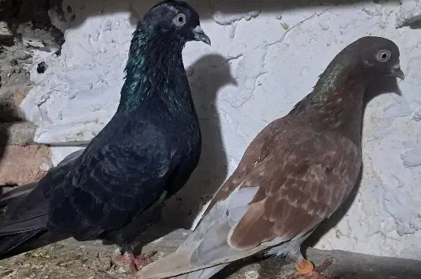 یک جفت کبوتر دمه تخم ،زاغوسرخ|پرنده|مینودشت, |دیوار