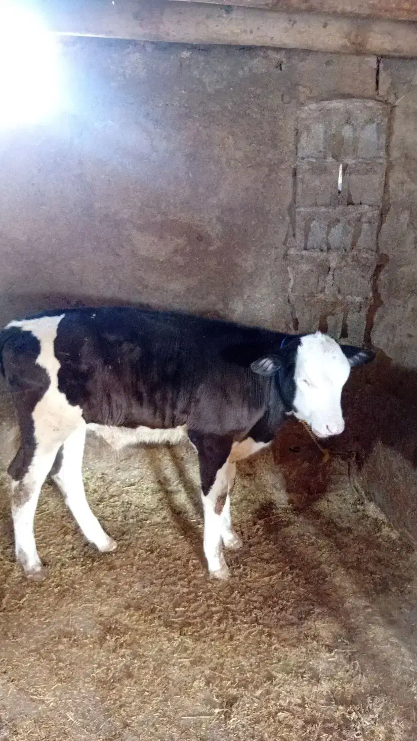 یک عدد گوساله  نر|حیوانات مزرعه|قیدار, |دیوار