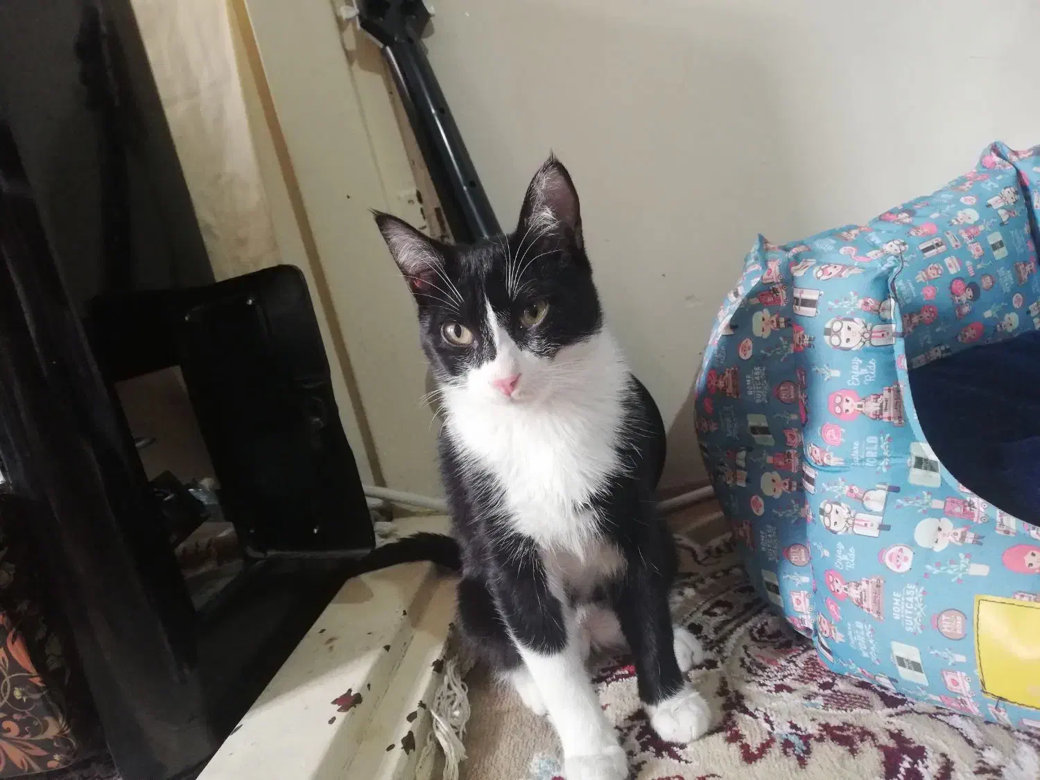 گربه تاکسیدو|گربه|مشهد, تلگرد|دیوار