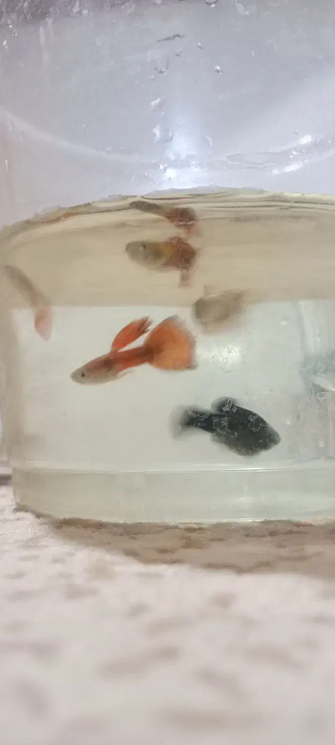 ماهی گوپی|ماهی|تربتحیدریه, سرمحله|دیوار