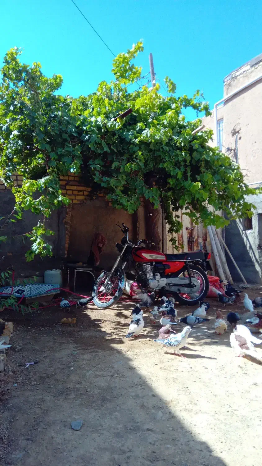 کفتر|پرنده|ملک‌آباد, |دیوار