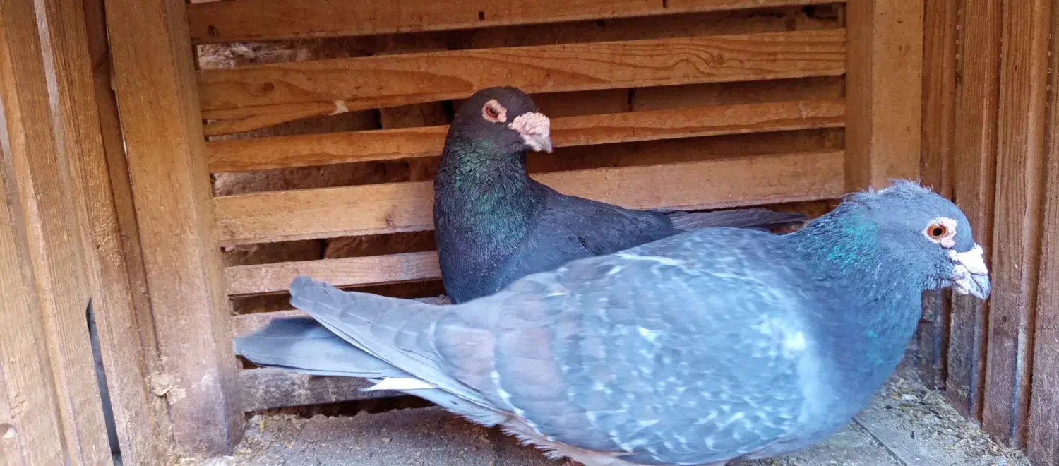 کوهی طاوسی|پرنده|آباده, |دیوار