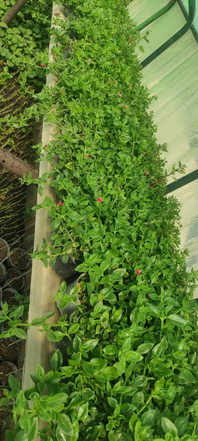 گل وگیاه|گل و گیاه طبیعی|مشهد, بالا خیابان|دیوار