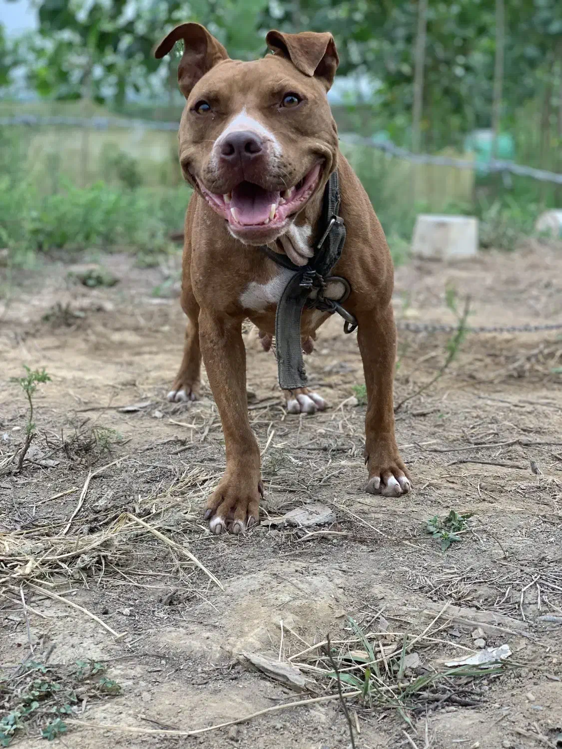 پیت بول|سگ|رشت, توشیبا|دیوار