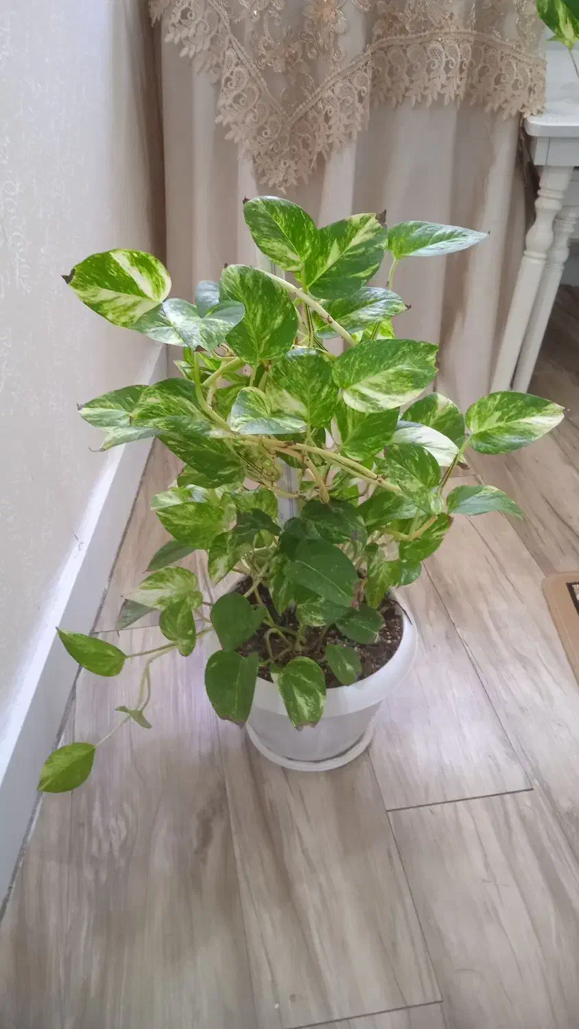 گل پتوس|گل و گیاه طبیعی|رشت, آب و برق|دیوار