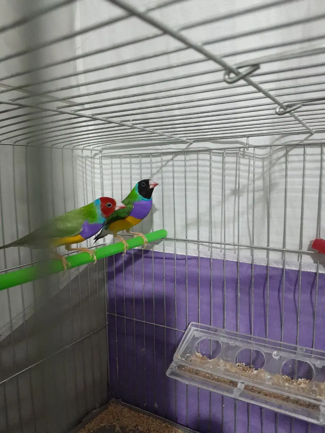 فنج گلدین|پرنده|نقده, |دیوار