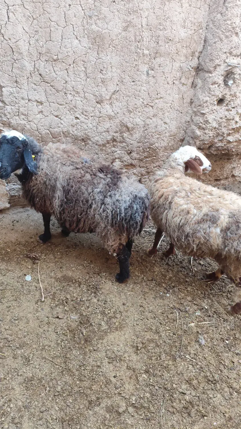 میش آبستن|حیوانات مزرعه|قهستان, |دیوار