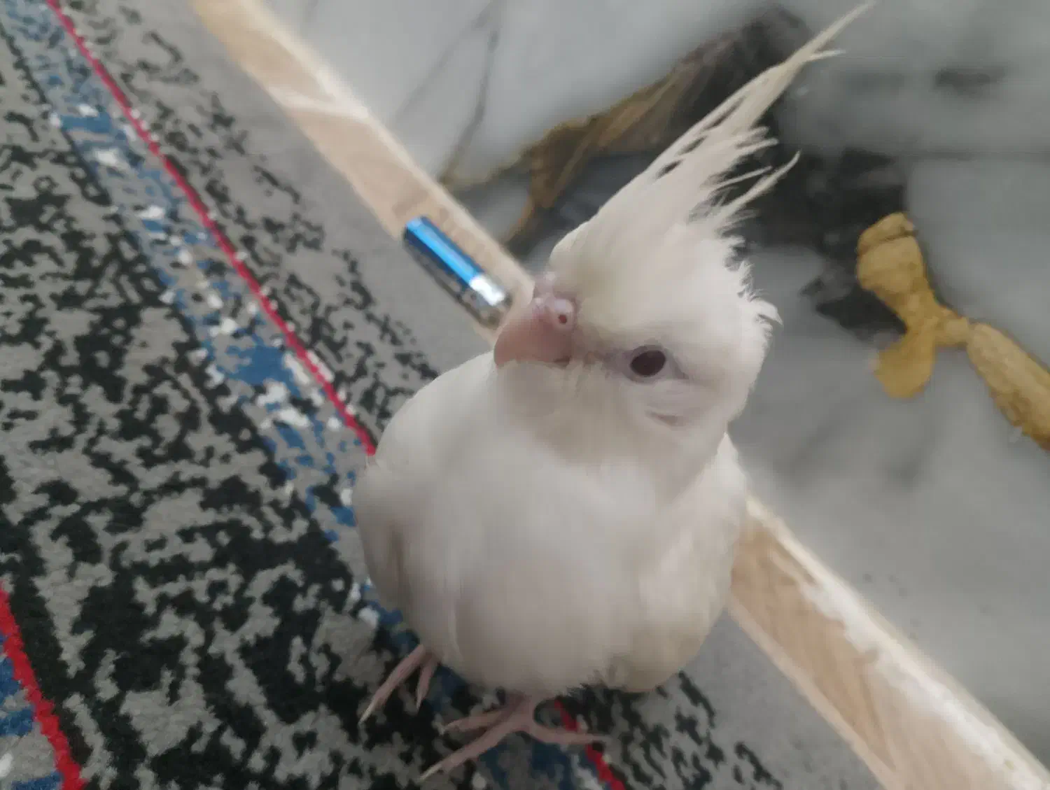 جوجه عروس هلندی آلبینو 37روزه|پرنده|خمین, |دیوار