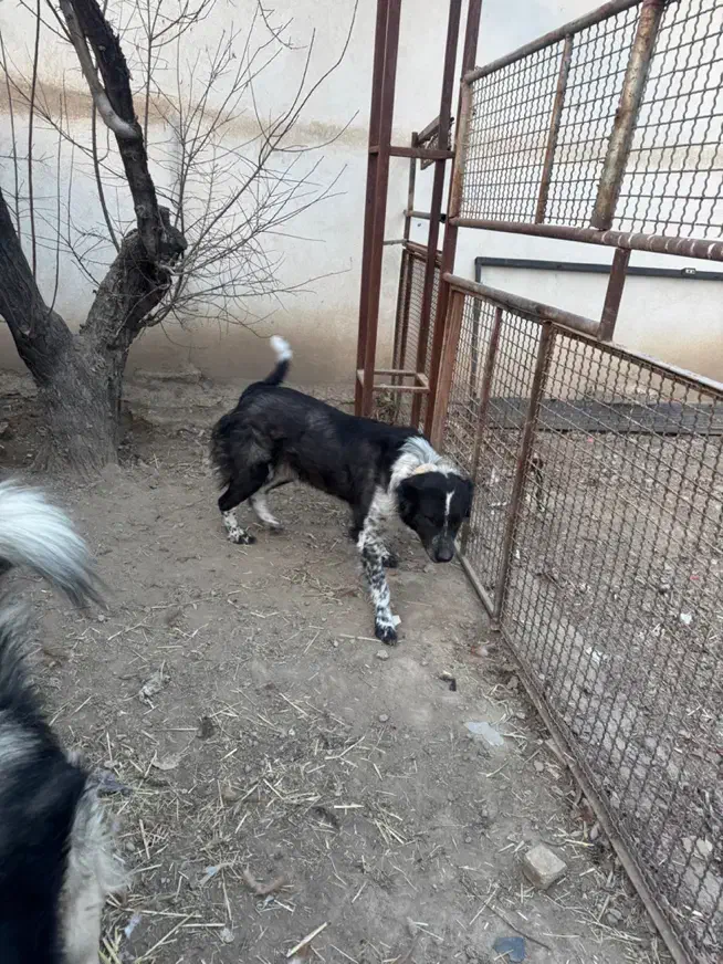 ماده سگ جوان|سگ|مشکیندشت, |دیوار