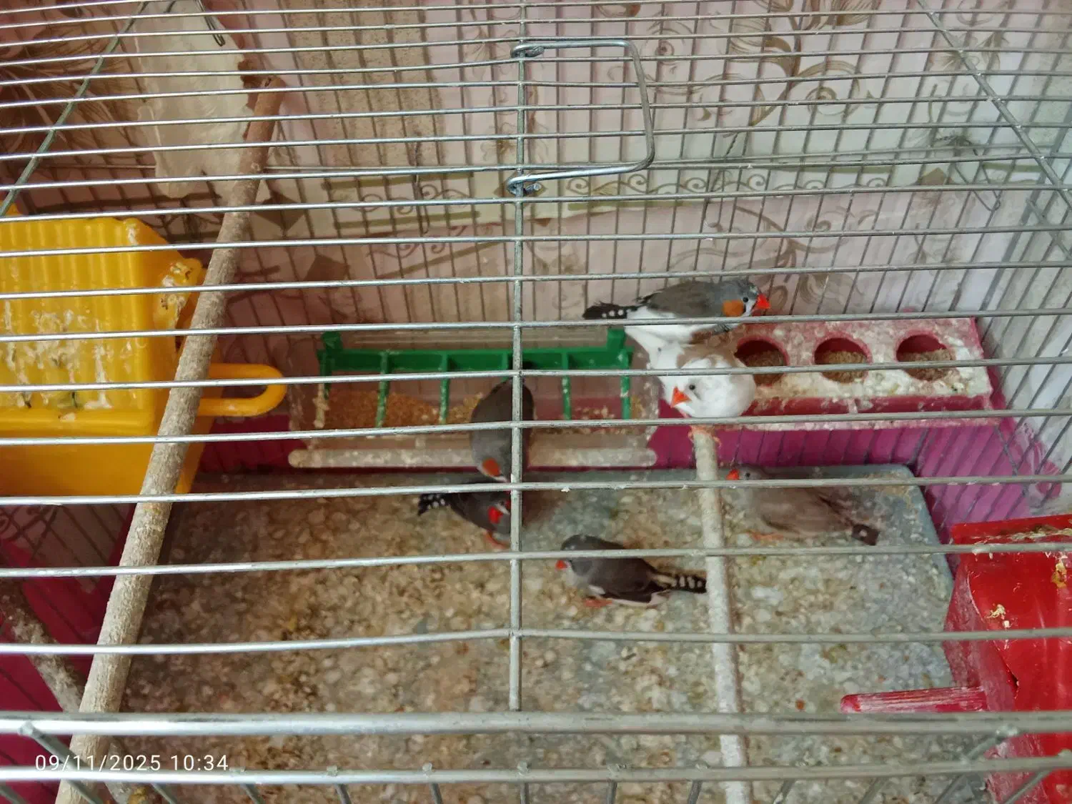 فنچ سرحال و تخم گذار|پرنده|خمینیشهر, |دیوار