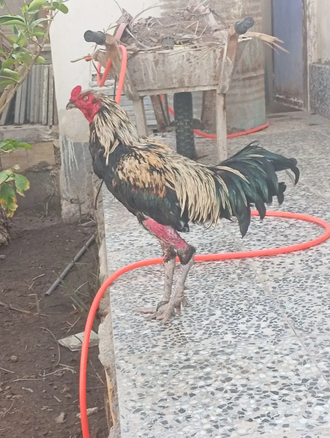 خروس لاری اصیل|عمدهفروشی|بم, |دیوار